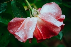 rain-rose
