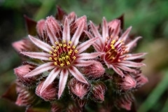 Blooming Hen & Chicks