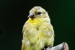 Gold Finch