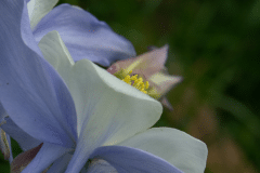 Macro Columbine
