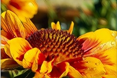 blanket_flower_macro