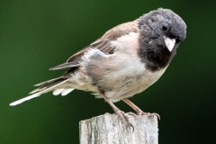 House Finch