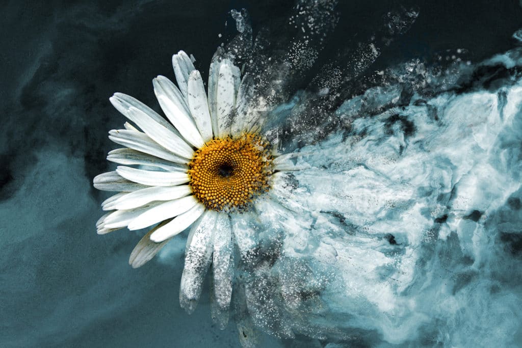 exploding daisy digital image