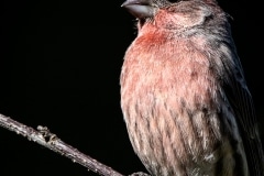 redbird-pose