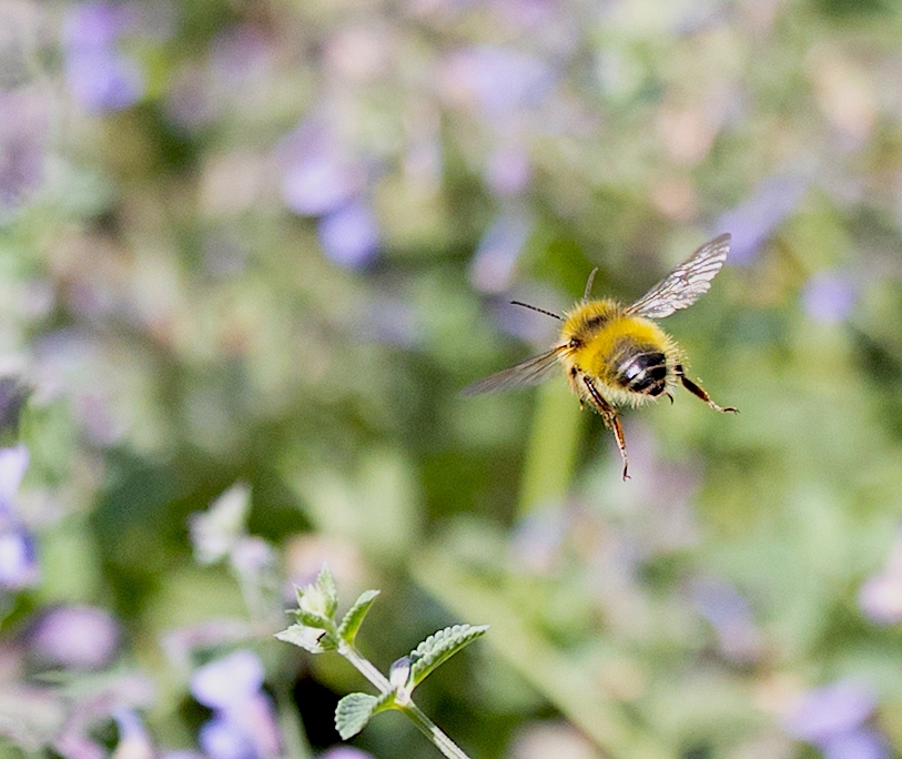 Link to nature photos