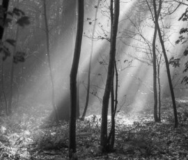 Sunlight through the forest, Tervuren, Belgium- 1990
