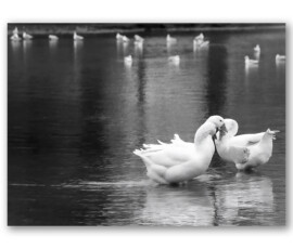 Geese in Tervuren Park